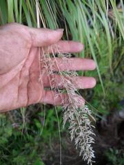 Eragrostis variabilis