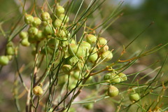 Gyrostemon ramulosus
