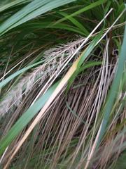 Eragrostis variabilis