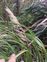 Eragrostis variabilis