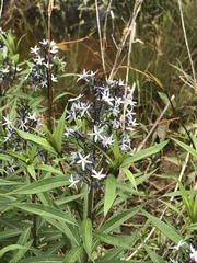 Amsonia