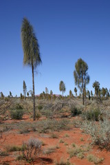 Allocasuarina decaisneana