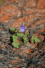 Erodium cygnorum