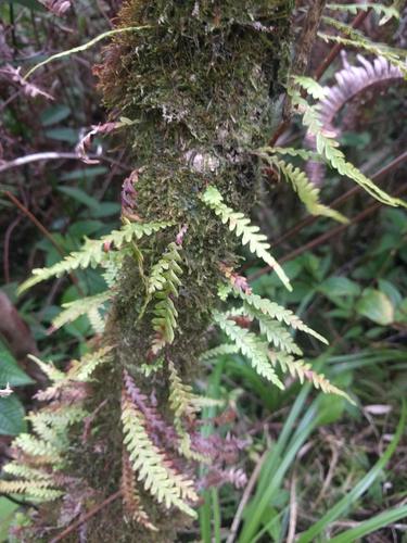 Graceful kihifern (Adenophorus pinnatifidus)