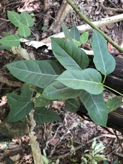 Parsonsia leichhardtii