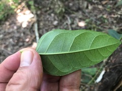 Parsonsia leichhardtii