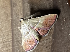 Endotricha repandalis