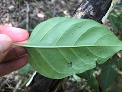 Parsonsia leichhardtii