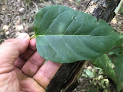 Parsonsia leichhardtii