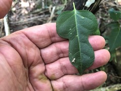 Parsonsia leichhardtii