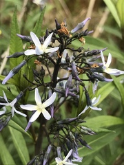 Amsonia