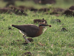 Cursorius coromandelicus