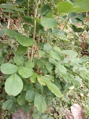 Dalbergia latifolia