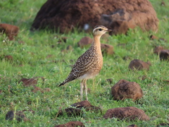 Cursorius coromandelicus