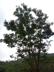 Dalbergia latifolia