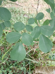 Dalbergia latifolia