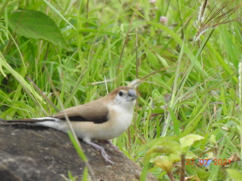 Indian Silverbill