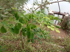 Dalbergia latifolia
