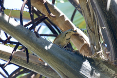 Cichladusa arquata