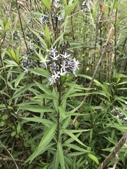 Amsonia