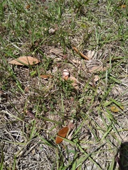 Trifolium carolinianum