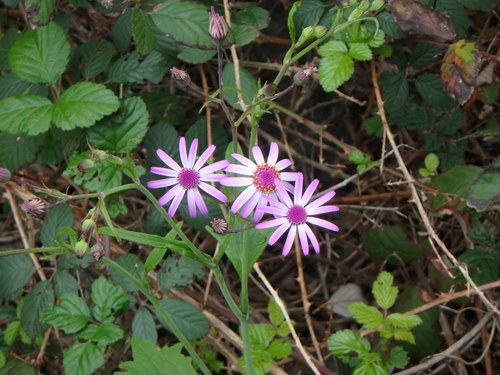 Image of Pericallis lanata by (c) Daniel Cahen, some rights reserved (CC BY)