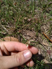 Trifolium carolinianum