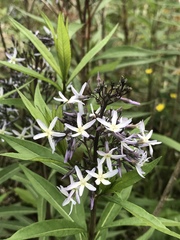 Amsonia