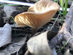 Omphalotus nidiformis