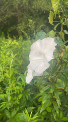 Ipomoea alba