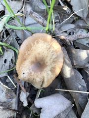 Omphalotus nidiformis