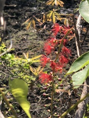 Barringtonia acutangula