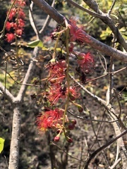 Barringtonia acutangula