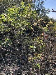 Barringtonia acutangula