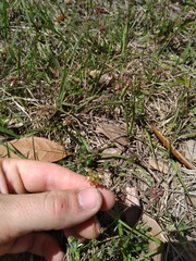 Trifolium carolinianum