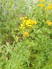 Tanacetum vulgare