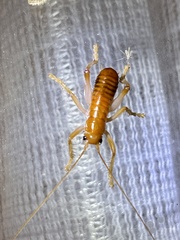 Nippancistroger testaceus