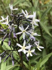 Amsonia