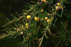 Bossiaea linophylla