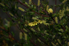 Acacia drummondii