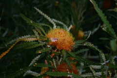 Banksia formosa