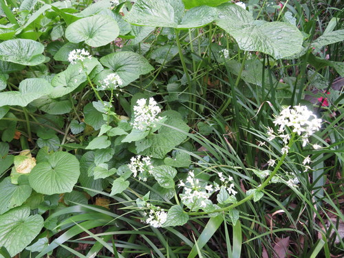 Image of Eutrema japonicum by (c) Marco Mussita, some rights reserved (CC BY)