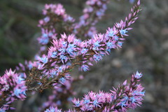 Andersonia caerulea