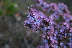 Andersonia caerulea