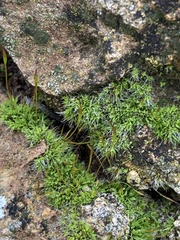 Syntrichia antarctica