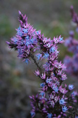 Andersonia caerulea