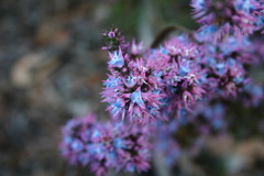 Andersonia caerulea