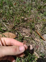 Trifolium carolinianum