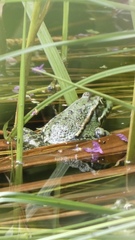 Pelophylax ridibundus