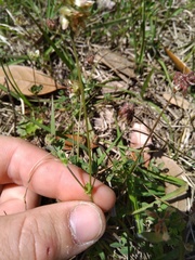 Trifolium carolinianum